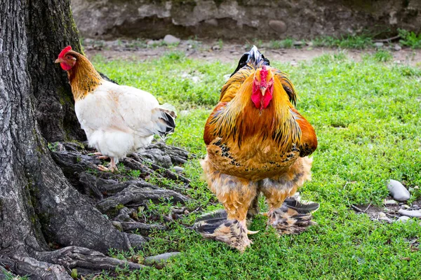 Chicken and rooster — Stock Photo, Image