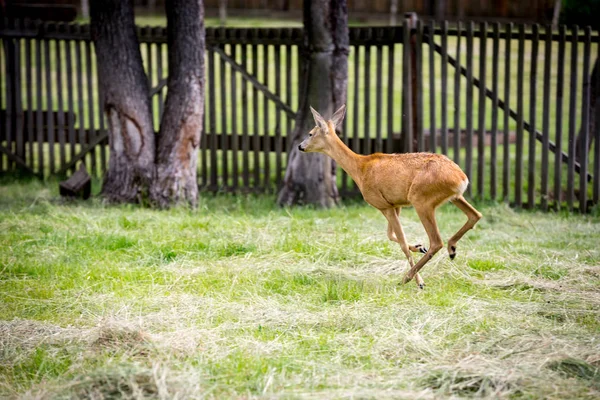 young running deer
