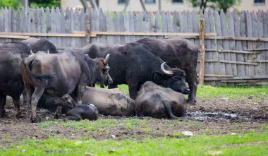 bufalo sürüsünü çiftlikte