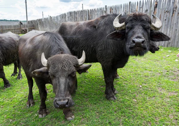 Rolig buffalo på gård — Stockfoto