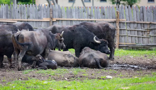 Buffalo flock på gård — Stockfoto