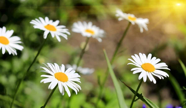 デイジーの花の庭で — ストック写真