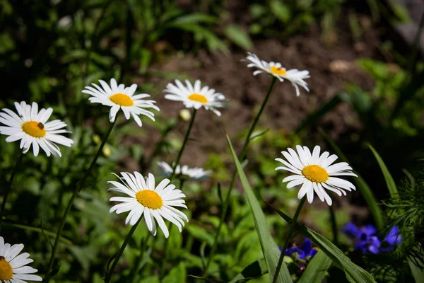Stokrotka kwiaty w ogrodzie — Zdjęcie stockowe