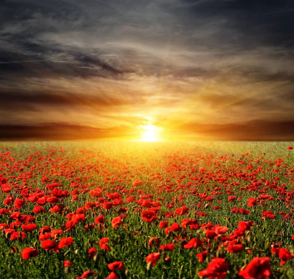 Coucher de soleil sur la prairie de poppyes — Photo