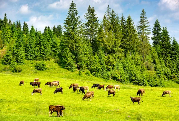 Manada de vacas en un pastizal verde — Foto de Stock