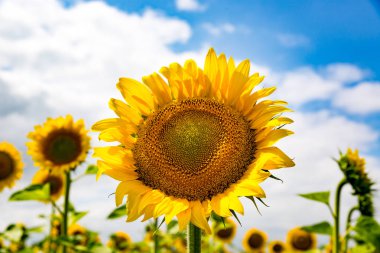Ayçiçeği acricultural çayır üzerinde