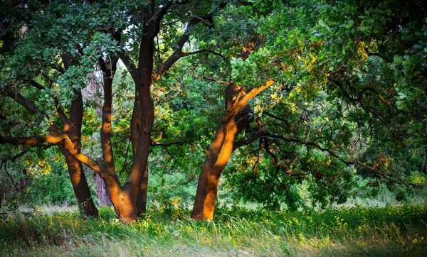 Oak'ın ağaçta çayır — Stok fotoğraf