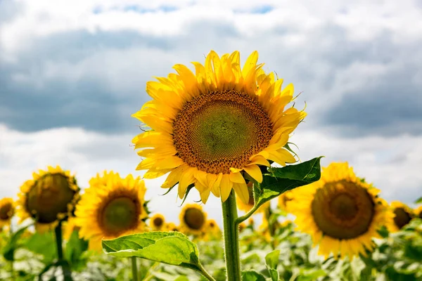 Mooie zonnebloemen weide — Stockfoto