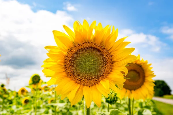 Sonnenblumen auf Feldern an sonnigen Tagen — Stockfoto