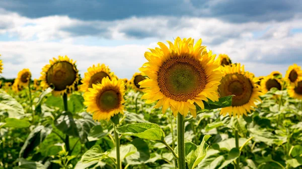 Tournesols sur prairie — Photo