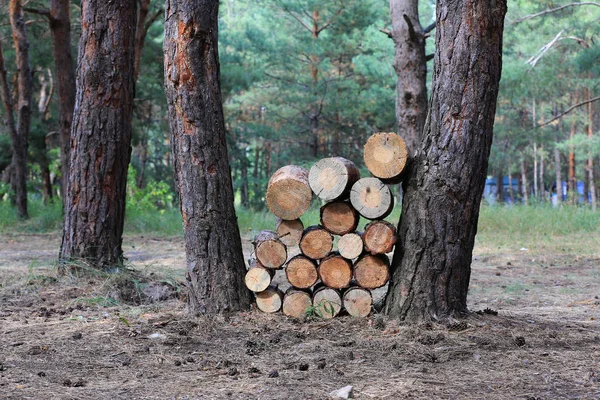 Houten logboeken in dennenbos — Stockfoto