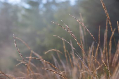 sabah çayır üzerinde sonbahar çimleri