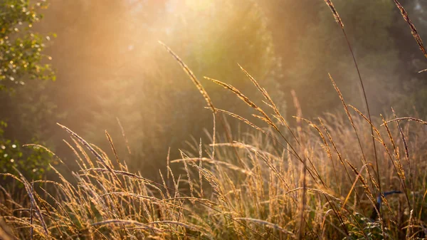 Herbe d'automne abstraite sur prairie — Photo