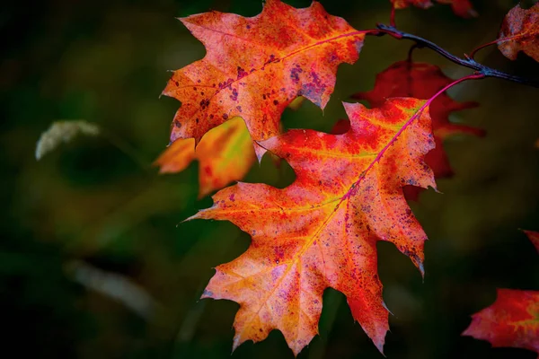 Astratto ramoscello autunno — Foto Stock