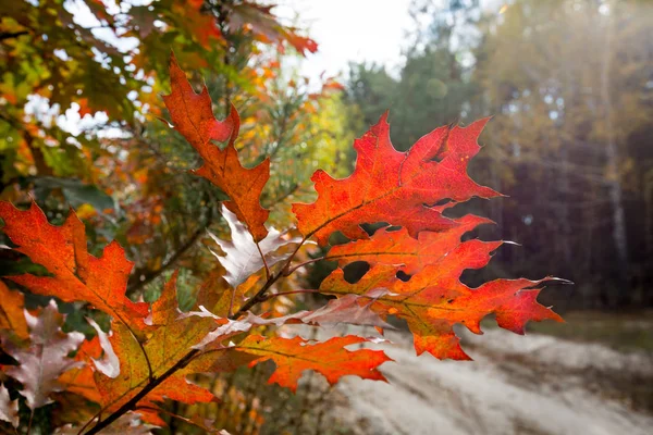 Осенний дубовый бранч — стоковое фото