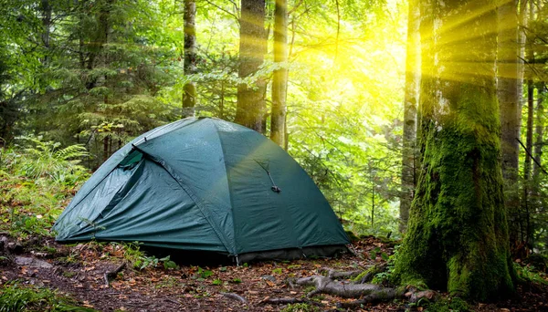 Tenda turistica nella foresta del mattino — Foto Stock