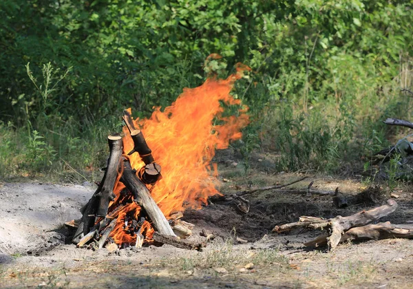 Läger eld i skogen — Stockfoto