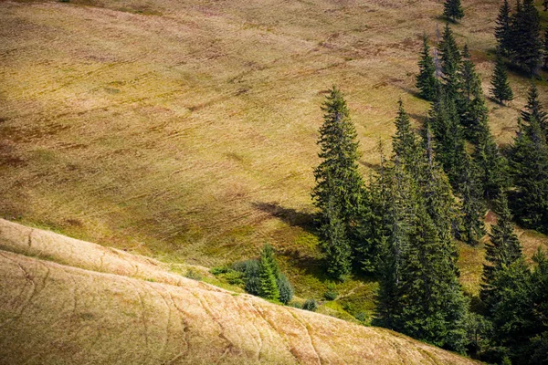 산 풀밭에 소나무 — 스톡 사진