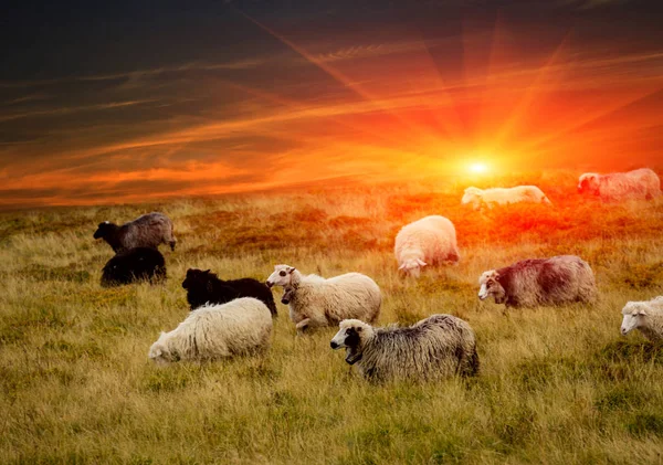 Ovejas en las montañas y puesta de sol — Foto de Stock