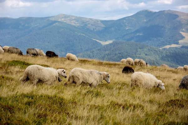 Sheeps on mountain meadow — Stock Photo, Image