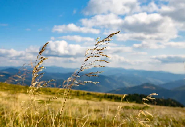 Dağlarda çimen — Stok fotoğraf