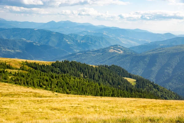 Foresta nella valle della montagna — Foto Stock