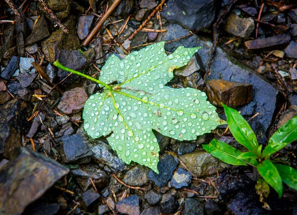 Liść z waterdrops — Zdjęcie stockowe