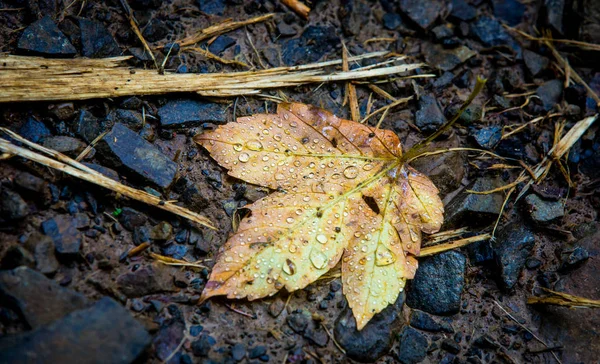 Nasses Herbstblatt — Stockfoto