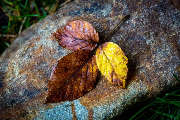 Folhagem molhada em pedra — Fotografia de Stock