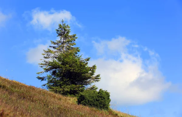 Tall på bergssluttning — Stockfoto