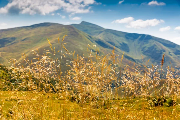 Erba sul prato nelle montagne dei Carpazi — Foto Stock