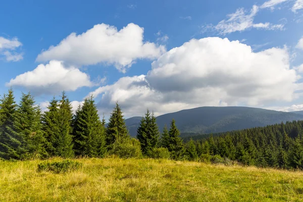 Wiese in den Karpaten — Stockfoto