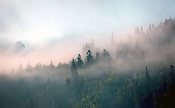 Ranní mlha v horském lese — Stock fotografie