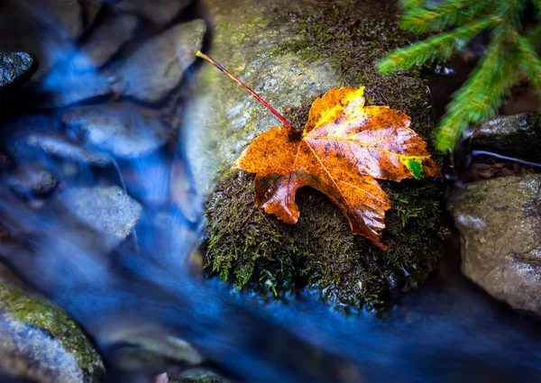 Hoja de otoño en piedra en el arroyo de montaña —  Fotos de Stock