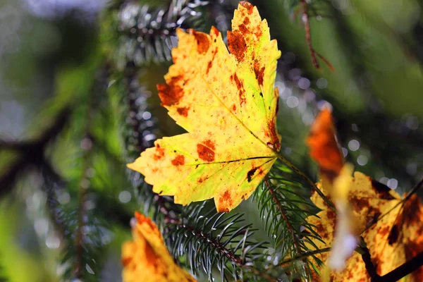 Helles Herbstblatt — Stockfoto