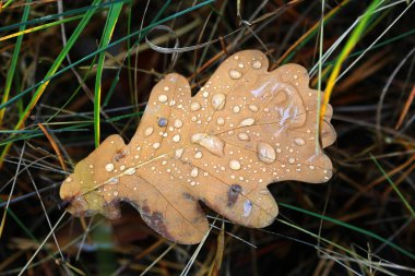 sonbahar meşe yaprağı