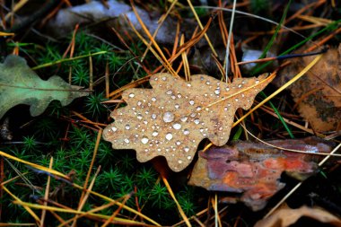 su damlaları ile sonbahar yaprakları