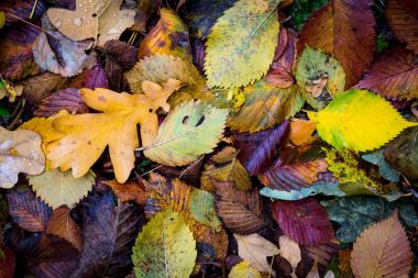 sonbahar leagafe arka plan