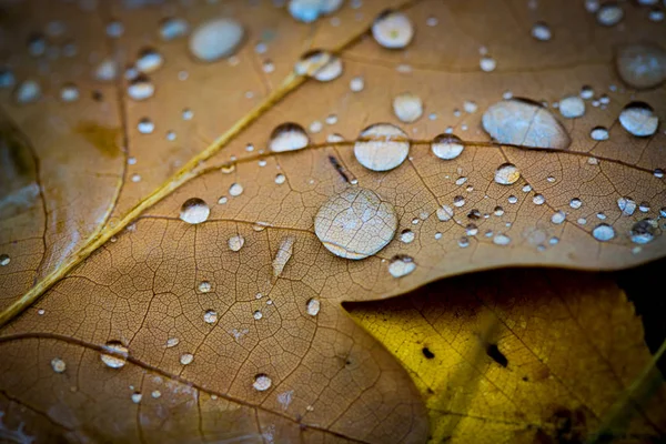 Gocce d'acqua sulla foglia — Foto Stock