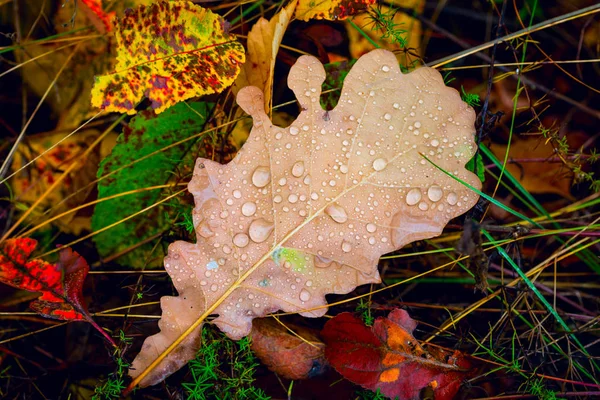 Feuille de chêne d'automne — Photo