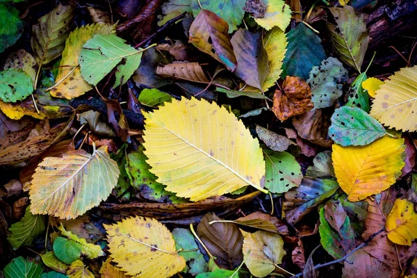 Hintergrund der Herbstblätter — Stockfoto