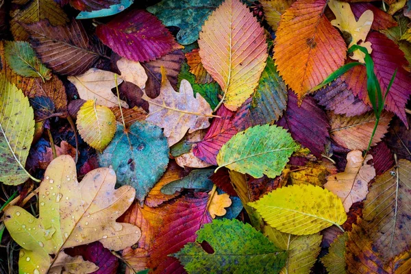 Hintergrund der Herbstblätter — Stockfoto