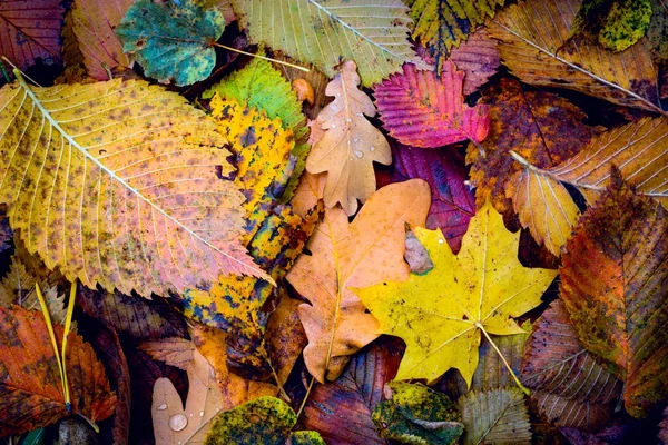 Belle couverture d'automne avec feuillage — Photo