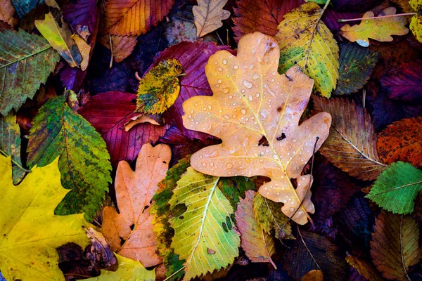 Fondo de hojas de otoño — Foto de Stock