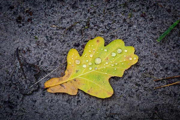 Feuille de chêne avec gouttes d'eau — Photo