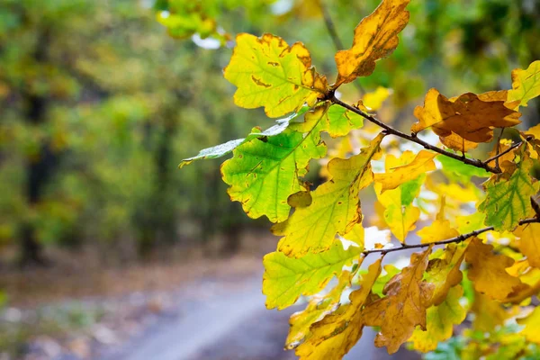 Ljusa hösten ek brunch — Stockfoto
