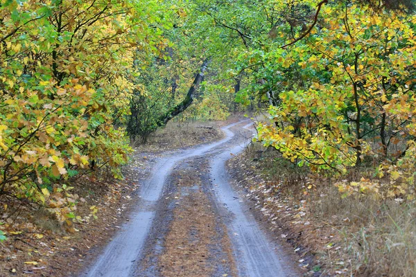 Rut road in autumn forest — Stock Photo, Image