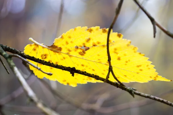 Foglia giallo autunno — Foto Stock