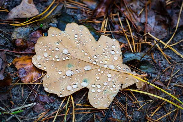 Natte eiken blad met water druppels — Stockfoto