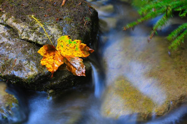 Solo hoja de otoño sobre piedra mojada —  Fotos de Stock